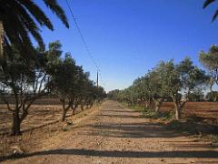 VOYAGE a ORAN du 30-06 au 6-06 2008 (418)